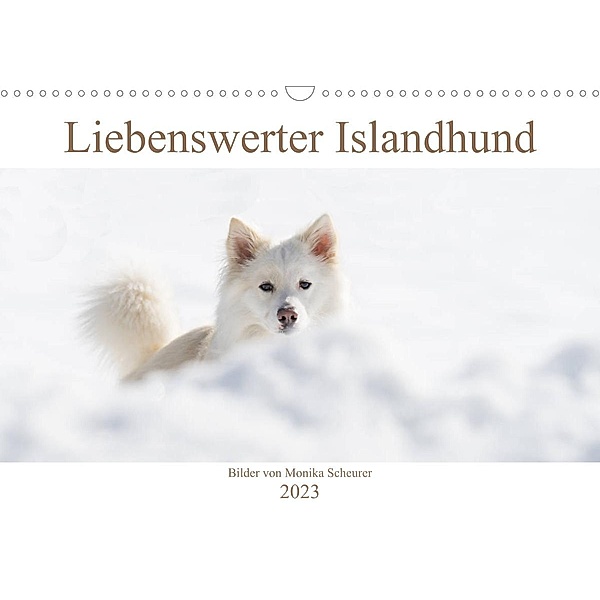 Liebenswerter Islandhund (Wandkalender 2023 DIN A3 quer), Monika Scheurer
