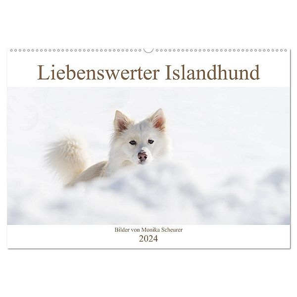 Liebenswerter Islandhund (Wandkalender 2024 DIN A2 quer), CALVENDO Monatskalender, Monika Scheurer