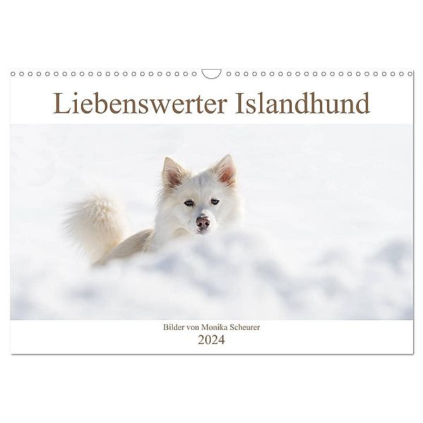 Liebenswerter Islandhund (Wandkalender 2024 DIN A3 quer), CALVENDO Monatskalender, Monika Scheurer