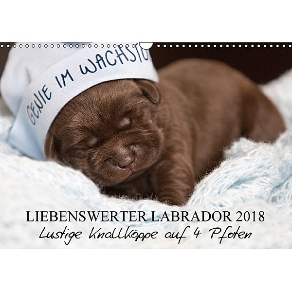 Liebenswerter Labrador 2018 (Wandkalender 2018 DIN A3 quer), tierpfoto.de Annett Mirsberger