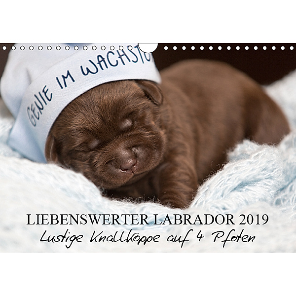 Liebenswerter Labrador 2019 (Wandkalender 2019 DIN A4 quer), tierpfoto.de Annett Mirsberger