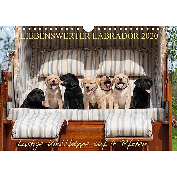 Liebenswerter Labrador 2020 (Wandkalender 2020 DIN A4 quer), Annett Mirsberger