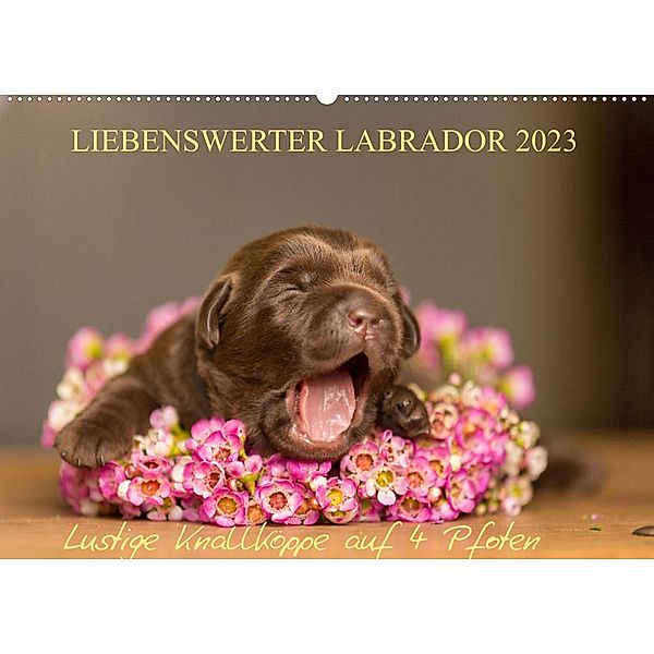 Liebenswerter Labrador 2023 (Wandkalender 2023 DIN A2 quer), Annett Mirsberger