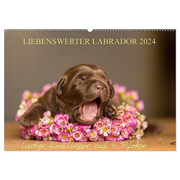 Liebenswerter Labrador 2024 (Wandkalender 2024 DIN A2 quer), CALVENDO Monatskalender, Annett Mirsberger