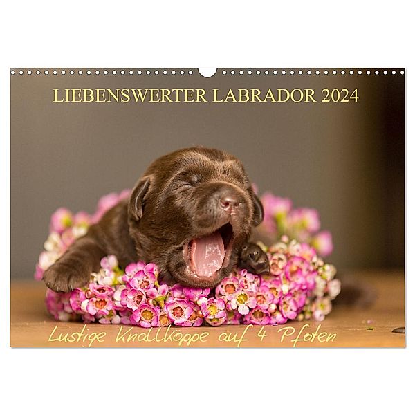 Liebenswerter Labrador 2024 (Wandkalender 2024 DIN A3 quer), CALVENDO Monatskalender, Annett Mirsberger