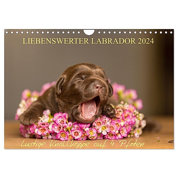 Liebenswerter Labrador 2024 (Wandkalender 2024 DIN A4 quer), CALVENDO Monatskalender, Annett Mirsberger