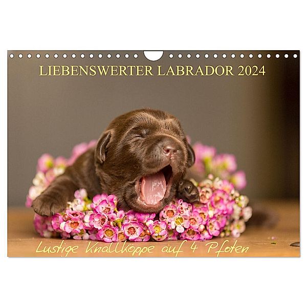 Liebenswerter Labrador 2024 (Wandkalender 2024 DIN A4 quer), CALVENDO Monatskalender, Annett Mirsberger