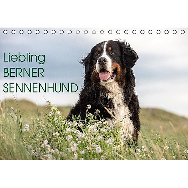 Liebling BERNER SENNENHUND (Tischkalender 2017 DIN A5 quer), Annett Mirsberger