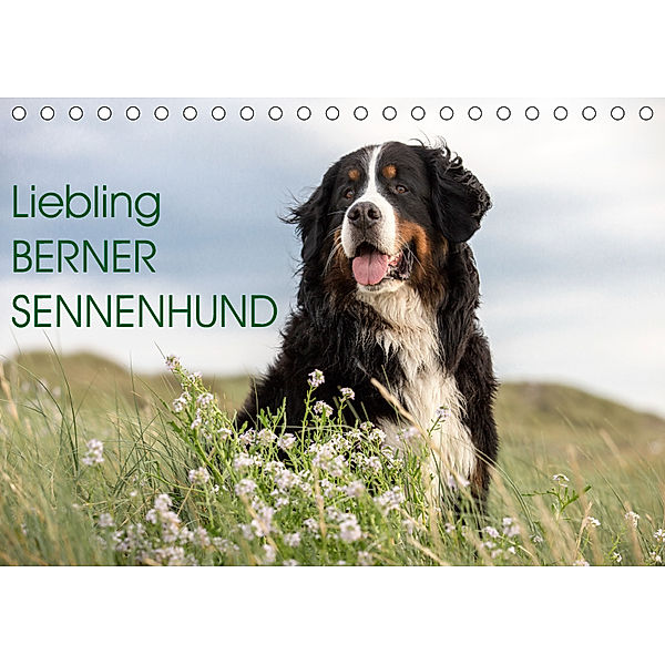 Liebling BERNER SENNENHUND (Tischkalender 2019 DIN A5 quer), Annett Mirsberger