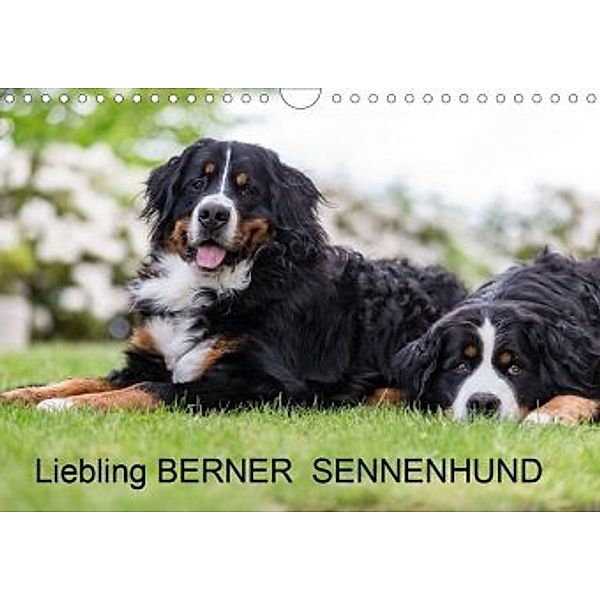 Liebling BERNER SENNENHUND (Wandkalender 2020 DIN A4 quer), Annett Mirsberger