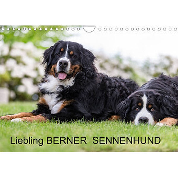 Liebling BERNER SENNENHUND (Wandkalender 2022 DIN A4 quer), Annett Mirsberger, www.annettmirsberger.de