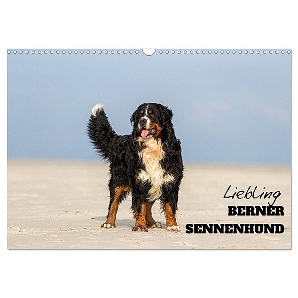 Liebling BERNER SENNENHUND (Wandkalender 2024 DIN A3 quer), CALVENDO Monatskalender, www.annettmirsberger.de, Annett Mirsberger