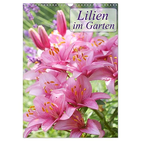 Lilien im Garten (Wandkalender 2024 DIN A3 hoch), CALVENDO Monatskalender, Gisela Kruse
