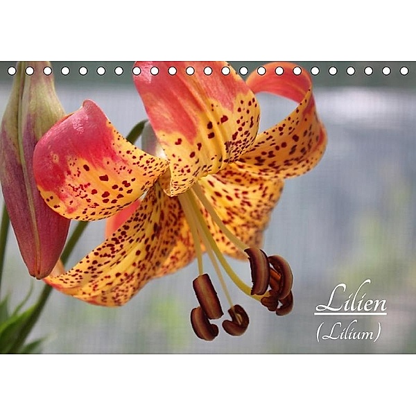 Lilien (Lilium) (Tischkalender 2017 DIN A5 quer), Katrin Lantzsch
