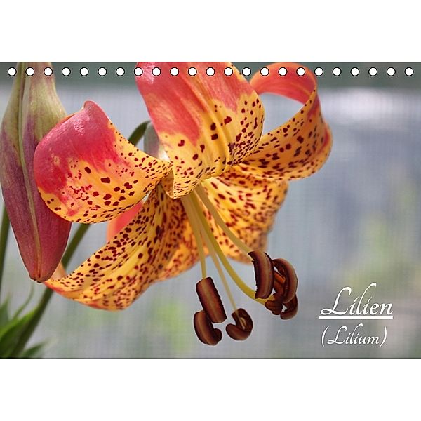 Lilien (Lilium) (Tischkalender 2018 DIN A5 quer), Katrin Lantzsch