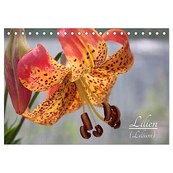 Lilien (Lilium) (Tischkalender 2024 DIN A5 quer), CALVENDO Monatskalender, Katrin Lantzsch