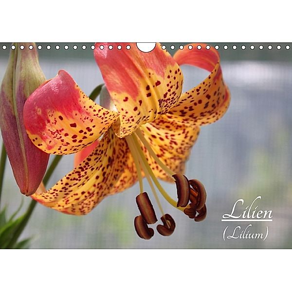 Lilien (Lilium) (Wandkalender 2018 DIN A4 quer), Katrin Lantzsch