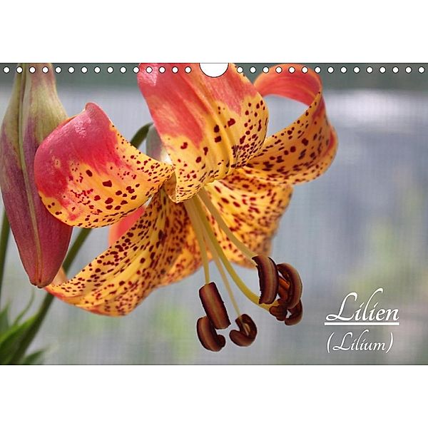 Lilien (Lilium) (Wandkalender 2020 DIN A4 quer), Katrin Lantzsch