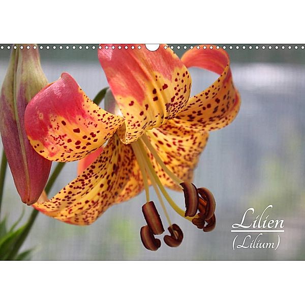 Lilien (Lilium) (Wandkalender 2023 DIN A3 quer), Katrin Lantzsch