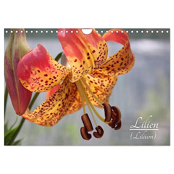 Lilien (Lilium) (Wandkalender 2024 DIN A4 quer), CALVENDO Monatskalender, Katrin Lantzsch
