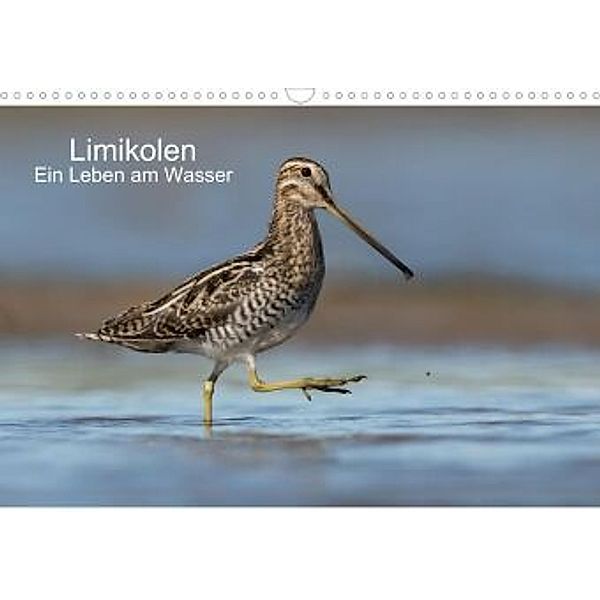 Limikolen - Ein Leben am Wasser (Wandkalender 2021 DIN A3 quer), Martin Wenner