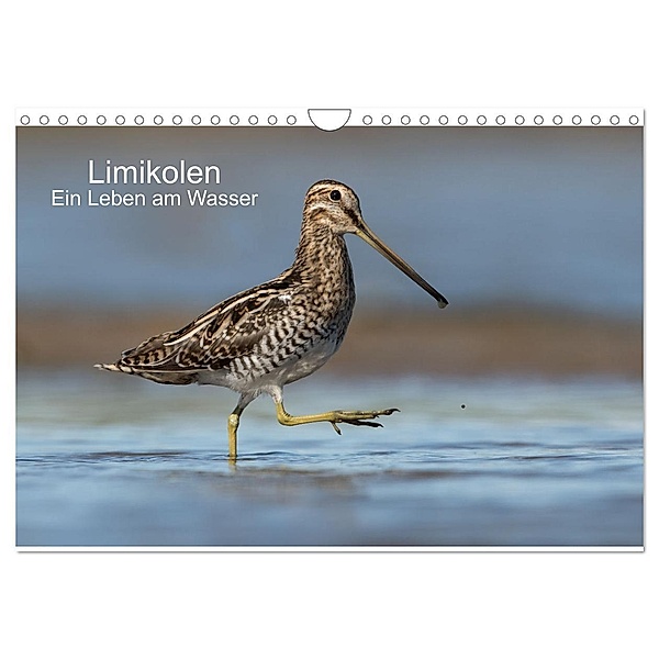 Limikolen - Ein Leben am Wasser (Wandkalender 2024 DIN A4 quer), CALVENDO Monatskalender, Martin Wenner