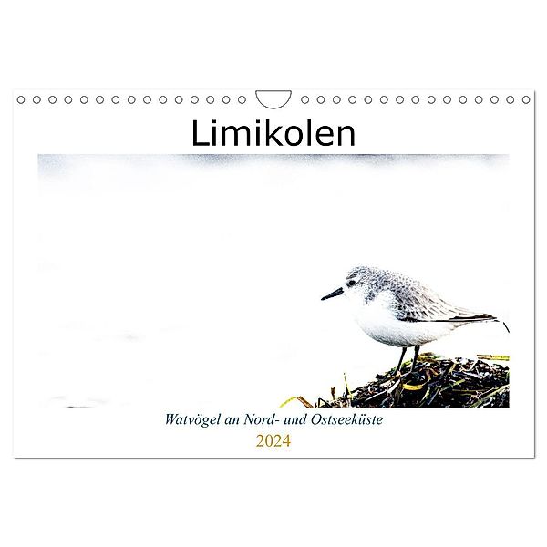 Limikolen - Watvögel an Nord- und Ostseeküste (Wandkalender 2024 DIN A4 quer), CALVENDO Monatskalender, Christof Martin