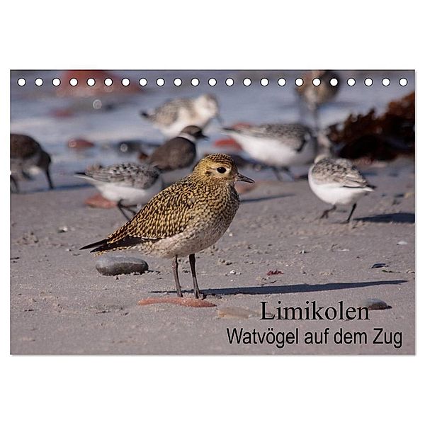 Limikolen Watvögel auf dem Zug (Tischkalender 2024 DIN A5 quer), CALVENDO Monatskalender, Winfried Erlwein