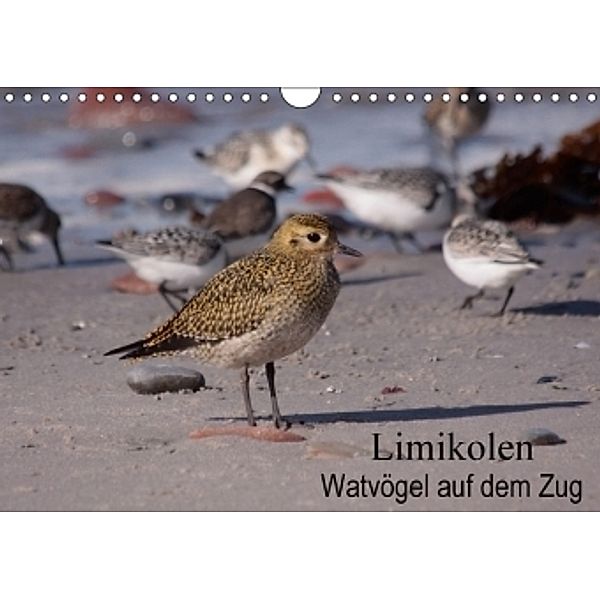 Limikolen Watvögel auf dem Zug (Wandkalender 2017 DIN A4 quer), Winfried Erlwein