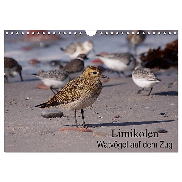 Limikolen Watvögel auf dem Zug (Wandkalender 2024 DIN A4 quer), CALVENDO Monatskalender, Winfried Erlwein