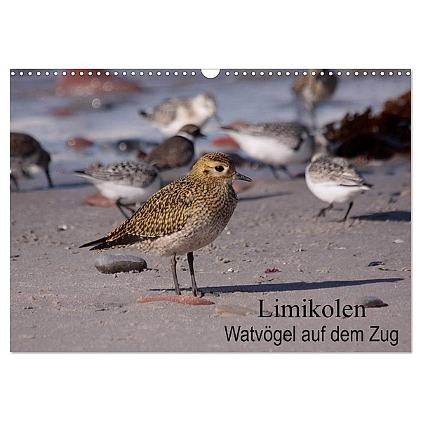 Limikolen Watvögel auf dem Zug (Wandkalender 2024 DIN A3 quer), CALVENDO Monatskalender, Winfried Erlwein