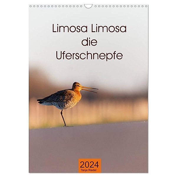Limosa Limosa die Uferschnepfe (Wandkalender 2024 DIN A3 hoch), CALVENDO Monatskalender, Tanja Riedel