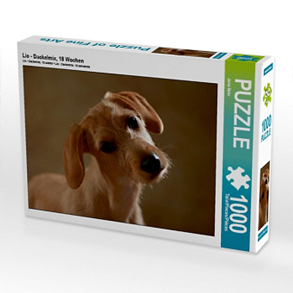 Lio - Dackelmix, 18 Wochen (Puzzle), Jana Behr