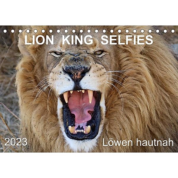 LION KING SELFIES Löwen hautnah (Tischkalender 2023 DIN A5 quer), Barbara Fraatz