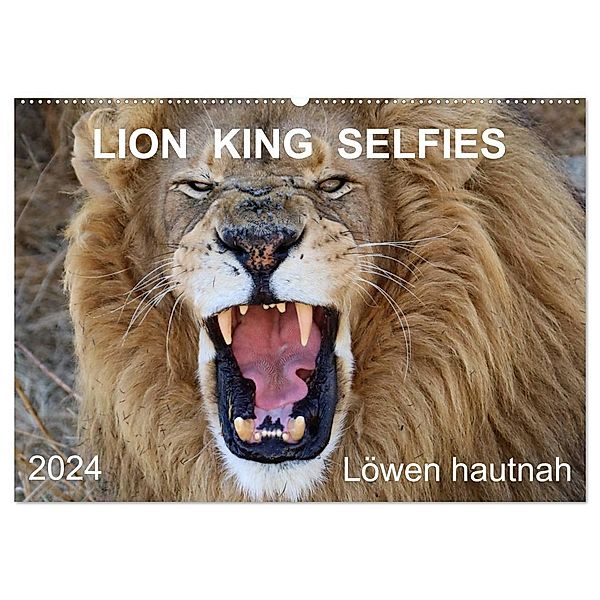 LION KING SELFIES Löwen hautnah (Wandkalender 2024 DIN A2 quer), CALVENDO Monatskalender, Barbara Fraatz