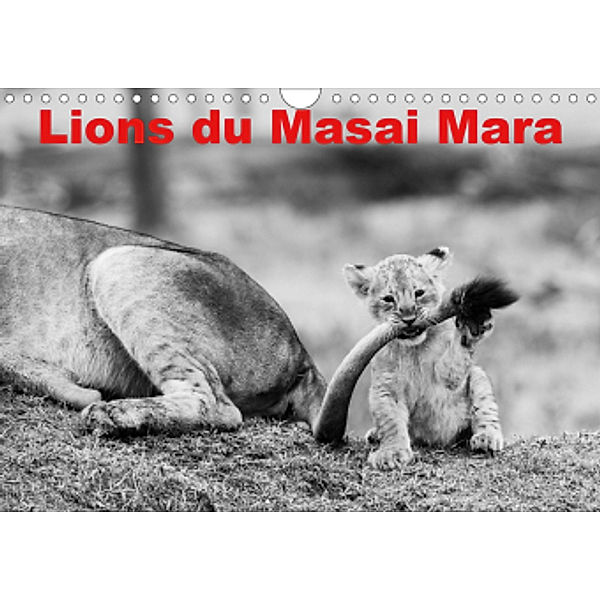 Lions du Masai mara (Calendrier mural 2021 DIN A4 horizontal), Michel Hagege