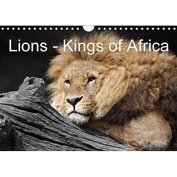 Lions - Kings of Africa (Wall Calendar 2017 DIN A4 Landscape), Stefan Sander