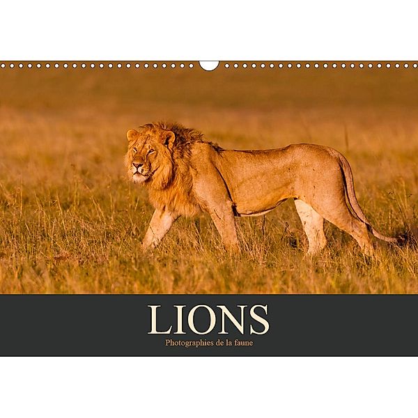 Lions - Photographies de la faune (Calendrier mural 2021 DIN A3 horizontal), Christina Krutz