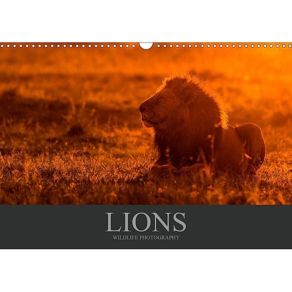 Lions Wildlife Photography (Wall Calendar 2021 DIN A3 Landscape), Christina Krutz