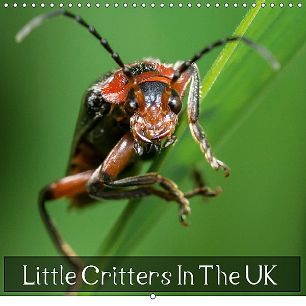 Little Critters In The UK (Wall Calendar 2019 300 × 300 mm Square), Icy Ho