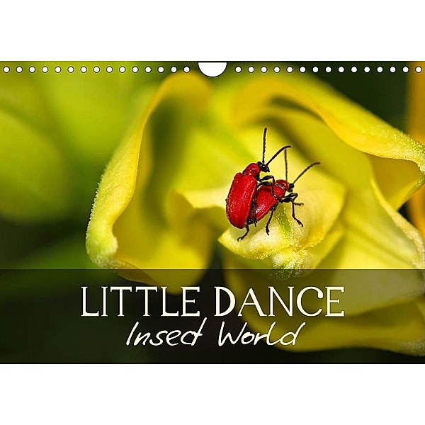 Little Dance Insect World (Wall Calendar 2023 DIN A4 Landscape), Vronja Photon