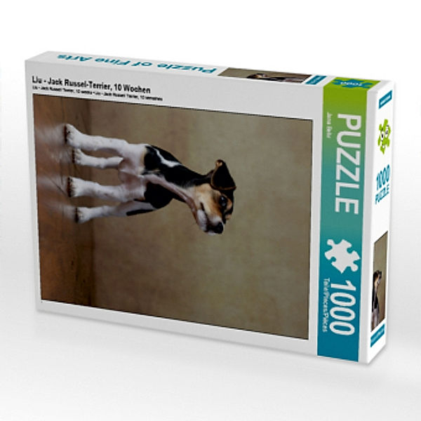 Liu - Jack Russel-Terrier, 10 Wochen (Puzzle), Jana Behr