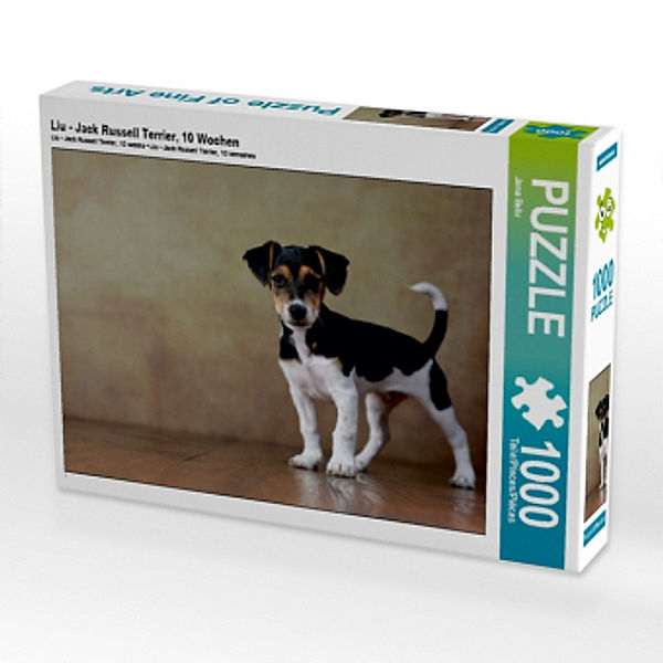 Liu - Jack Russell Terrier, 10 Wochen (Puzzle), Jana Behr