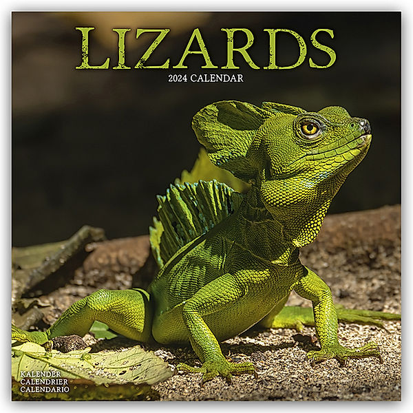 Lizards - Eidechsen 2024 - 16-Monatskalender, Avonside Publishing Ltd