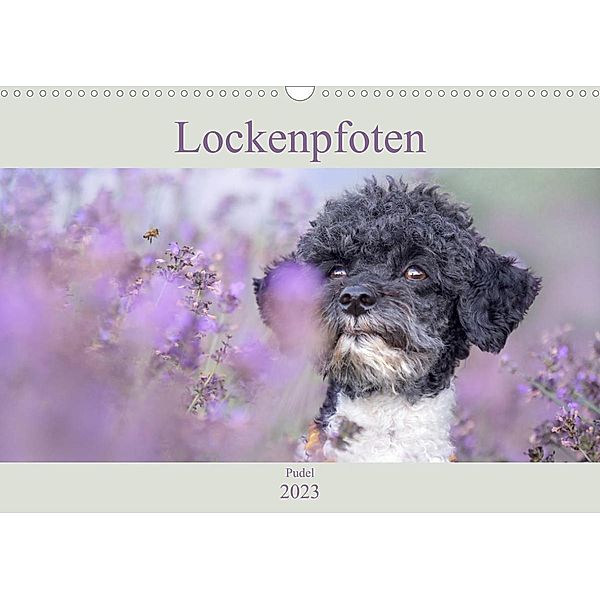 Lockenpfoten 2023 (Wandkalender 2023 DIN A3 quer), Sabine Böke-Bergau www.boegau.de