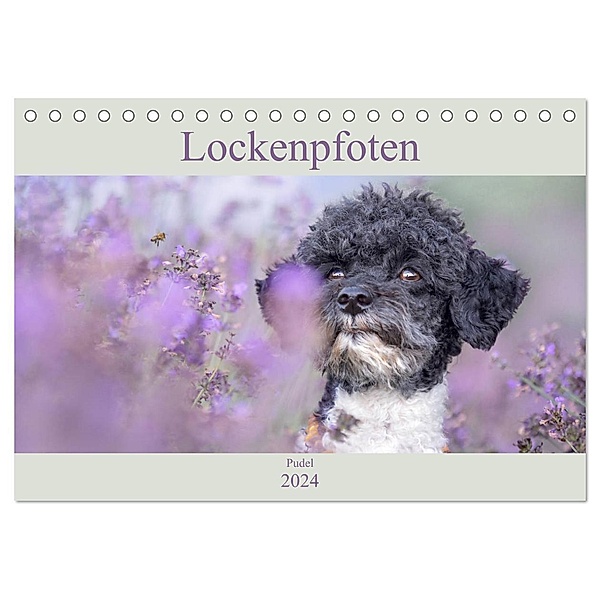 Lockenpfoten 2024 (Tischkalender 2024 DIN A5 quer), CALVENDO Monatskalender, Sabine Böke-Bergau www.boegau.de