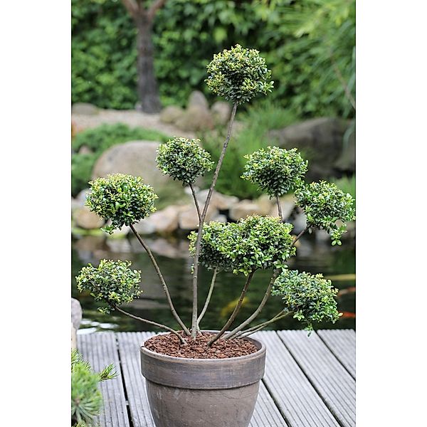 Löffel-Ilex Golden Gem - Pon-Pon - Alternative für Buxus, 1 Pflanze
