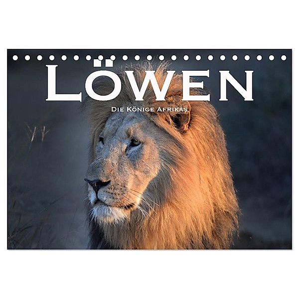 Löwen. Die Könige Afrikas (Tischkalender 2024 DIN A5 quer), CALVENDO Monatskalender, Robert Styppaa