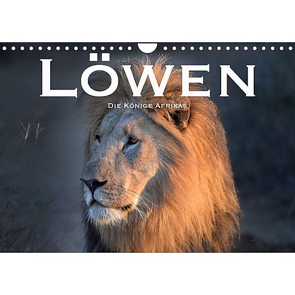 Löwen. Die Könige Afrikas (Wandkalender 2022 DIN A4 quer), Robert Styppaa