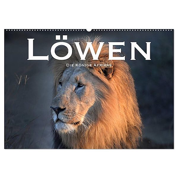 Löwen. Die Könige Afrikas (Wandkalender 2024 DIN A2 quer), CALVENDO Monatskalender, Robert Styppaa